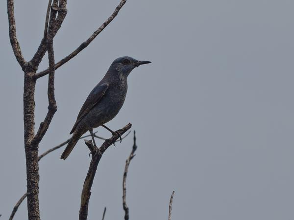 <h3>Monticola&nbsp;solitarius / Blue&nbsp;rock&nbsp;thrush / Blauwe&nbsp;rotslijster</h3>OM-1 Mark II met OLYMPUS M.150-400mm F4.5, 1/2000 sec  bij F4.5, ISO 200, afstand 26.1&nbsp;m